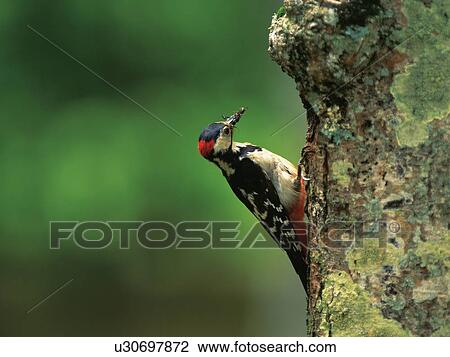 Stock Image - Great spotted woodpecker perching on tree trunk, Furano city, Hokkaido prefecture, Japan. Fotosearch