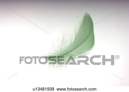 Stock Photo - Green feather, white background. Fotosearch