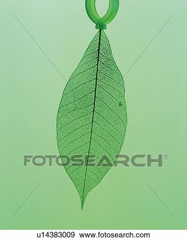 Green leaf, computer graphic, green background View Large Photo Image Stock Photo - Green leaf, computer graphic, green background. Fotosearch