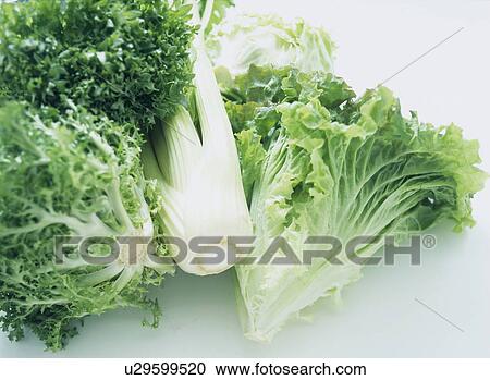 Green Leaf View Large Photo Image Stock Image - Green Leaf. Fotosearch