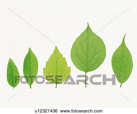 Stock Photograph - Green leaves, white background. Fotosearch