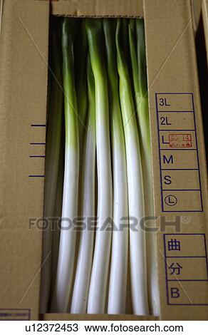 Green Onion Packed in Carton Box View Large Photo Image Stock Image - Green Onion Packed in Carton Box . Fotosearch