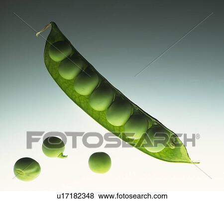 Green pea View Large Photo Image Stock Photo - Green pea. Fotosearch