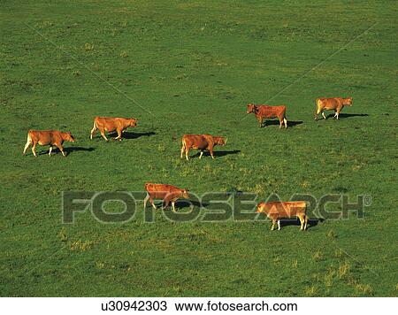 Group of Cows in Field View Large Photo Image Stock Image - Group of Cows in Field. Fotosearch