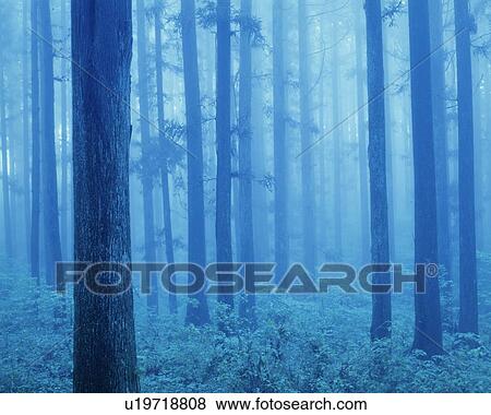 Stock Photo - Grove of Japanese cedars, toned image. Fotosearch