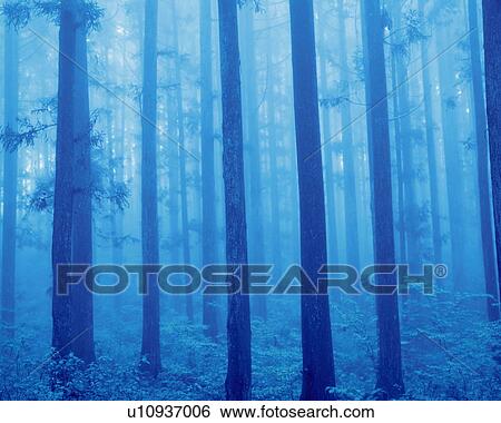 Grove of Japanese cedars, toned image, Gunma prefecture, Japan View Large Photo Image Stock Photograph - Grove of Japanese cedars, toned image, Gunma prefecture, Japan. Fotosearch