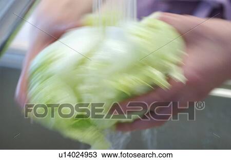 Stock Image - Hand washing lettuce. Fotosearch