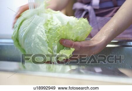 Hand washing lettuce View Large Photo Image Stock Photo - Hand washing lettuce. Fotosearch