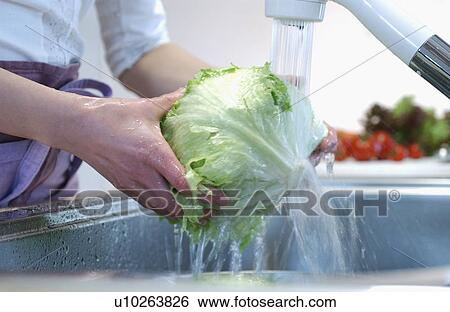 Hand washing lettuce View Large Photo Image Stock Photograph - Hand washing lettuce. Fotosearch