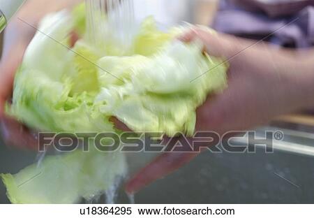 Hand washing lettuce View Large Photo Image Stock Photography - Hand washing lettuce. Fotosearch