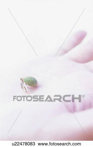Stock Image - Hermit crab on hand. Fotosearch