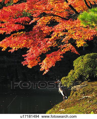 Heron in autumn, Kenroku-en Garden, Ishikawa Prefecture, Honshu, Japan View Large Photo Image Picture - Heron in autumn, Kenroku-en Garden, Ishikawa Prefecture, Honshu, Japan. Fotosearch