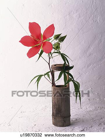 Hibiscus coccineus, white background View Large Photo Image Stock Image - Hibiscus coccineus, white background. Fotosearch