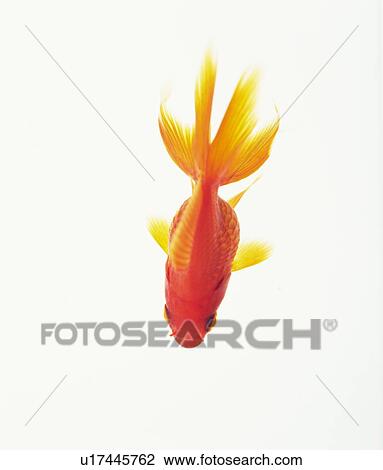 High Angle of Gold Fish View Large Photo Image Stock Image - High Angle of Gold Fish. Fotosearch