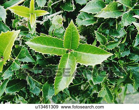 Holly leaves View Large Photo Image Stock Photo - Holly leaves. Fotosearch