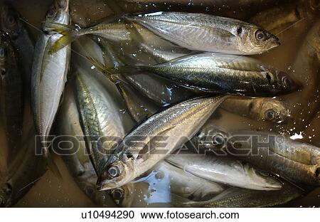Horse Mackerel in Water View Large Photo Image Stock Image - Horse Mackerel in Water. Fotosearch