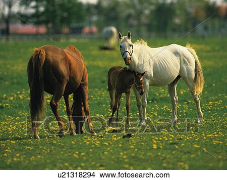 Picture - Horses, Hokkaido Prefecture, Japan. Fotosearch