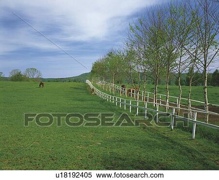 Horses in field, Hokkaido Prefecture, Japan View Large Photo Image Stock Photography - Horses in field, Hokkaido Prefecture, Japan. Fotosearch