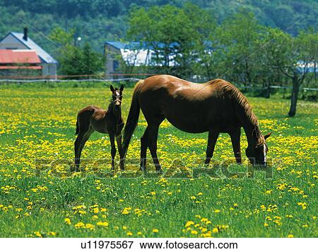 Horses View Large Photo Image Stock Photo - Horses. Fotosearch