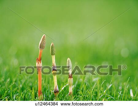 Horsetail View Large Photo Image Picture - Horsetail. Fotosearch