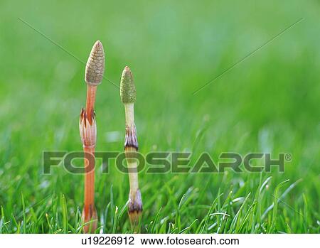 Horsetail View Large Photo Image Stock Image - Horsetail. Fotosearch