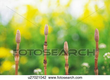 Horsetail View Large Photo Image Stock Image - Horsetail. Fotosearch