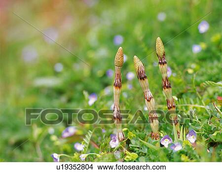 Picture - Horsetails, close up. Fotosearch
