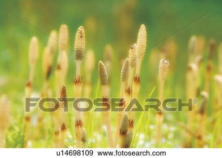 Horsetails, close up, soft focus View Large Photo Image Stock Photo - Horsetails, close up, soft focus. Fotosearch