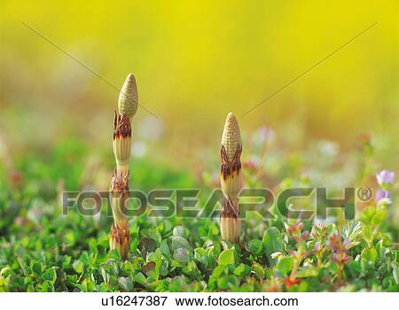 Stock Photo - Horsetails. Fotosearch