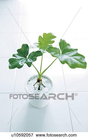 Stock Photo - House Plant. Fotosearch