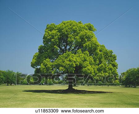 Huge tree in the field, Kumamoto city, Kumamoto prefecture, Japan View Large Photo Image Stock Photo - Huge tree in the field, Kumamoto city, Kumamoto prefecture, Japan. Fotosearch
