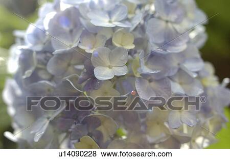 Hydrangea, close-up View Large Photo Image Stock Photo - Hydrangea, close-up. Fotosearch