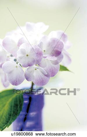Stock Photo - Hydrangea, close up. Fotosearch