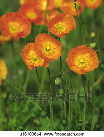 Picture - Iceland poppy, Chiba Prefecture, Japan. Fotosearch