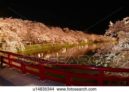 Illuminated row of cherry trees beside river in the night, long exposure, Hirosaki city, Aomori prefecture, Japan View Large Photo Image Picture - Illuminated row of cherry trees beside river in the night, long exposure, Hirosaki city, Aomori prefecture, Japan. Fotosearch