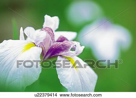 Iris, close up View Large Photo Image Picture - Iris, close up. Fotosearch