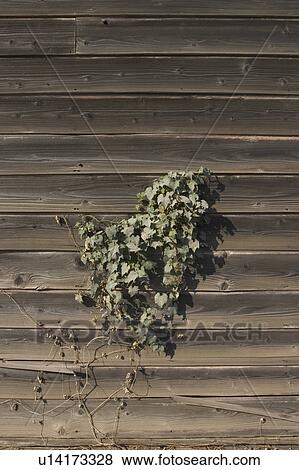 Ivy on barn View Large Photo Image Stock Photo - Ivy on barn. Fotosearch