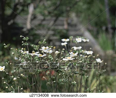 Japanese anemone, close up, Kamakura city, Kanagawa prefecture, Japan View Large Photo Image Stock Photo - Japanese anemone, close up, Kamakura city, Kanagawa prefecture, Japan. Fotosearch