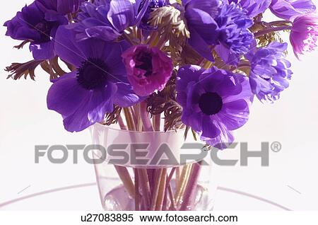 Stock Photography - Japanese anemone flowers in vase. Fotosearch
