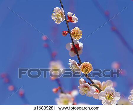 Stock Image - Japanese Apricot. Fotosearch