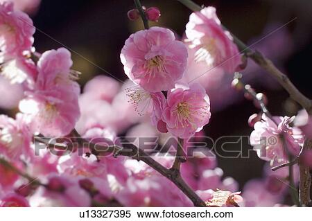 Japanese Apricot View Large Photo Image Stock Photography - Japanese Apricot. Fotosearch