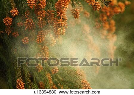 Japanese Cedar pollen View Large Photo Image Stock Image - Japanese Cedar pollen. Fotosearch