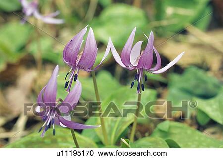 Stock Image - Japanese Dog's Tooth Violet. Fotosearch