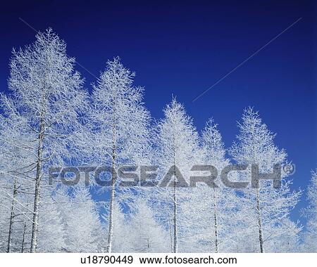 Stock Photo - Japanese larch white with frost, blue background, Nagano prefecture, Japan. Fotosearch