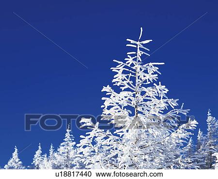 Stock Image - Japanese larch white with frost, close up, blue background. Fotosearch
