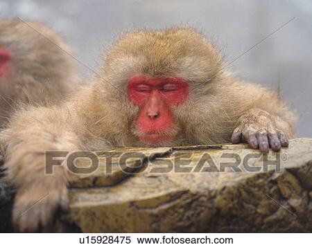 Stock Photography - Japanese macaque leaning and sleeping, Jigokudani, Yamanouchi town, Nagano prefecture, Japan. Fotosearch