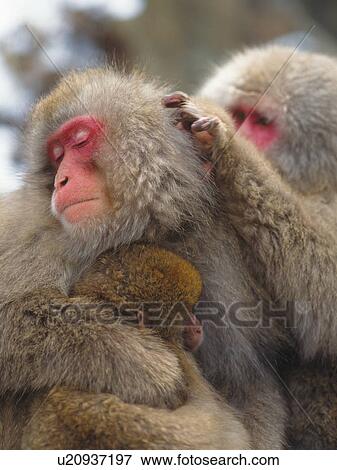 Stock Photo - Japanese macaques (macaca fuscata) monkeys grooming, Nagano Prefecture, Honshu, Japan. Fotosearch
