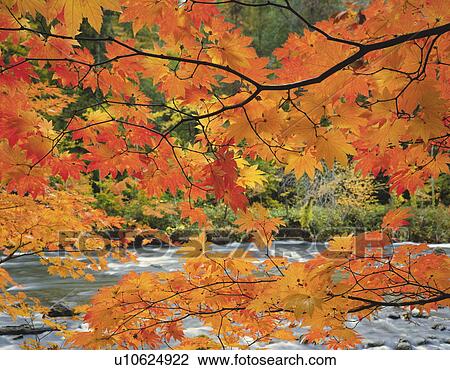 Japanese maple tree in autumn, Aomori Prefecture, Honshu, Japan View Large Photo Image Stock Image - Japanese maple tree in autumn, Aomori Prefecture, Honshu, Japan. Fotosearch