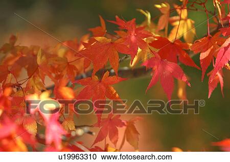 Stock Image - Japanese maple tree in autumn, Yamanashi Prefecture, Honshu, Japan. Fotosearch