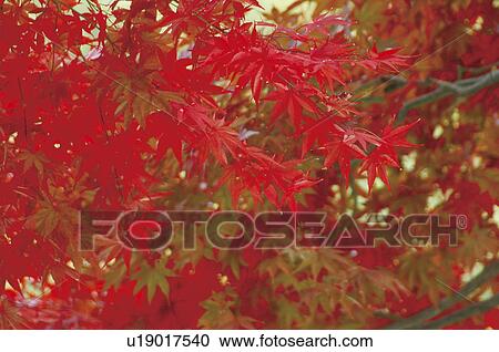Stock Image - Japanese maple tree in autumn, Tokyo Prefecture, Honshu, Japan. Fotosearch